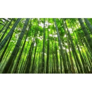 Bamboo Products Bamboo Products