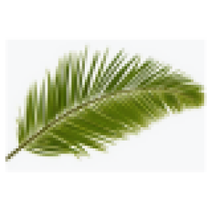 Maize Leaf